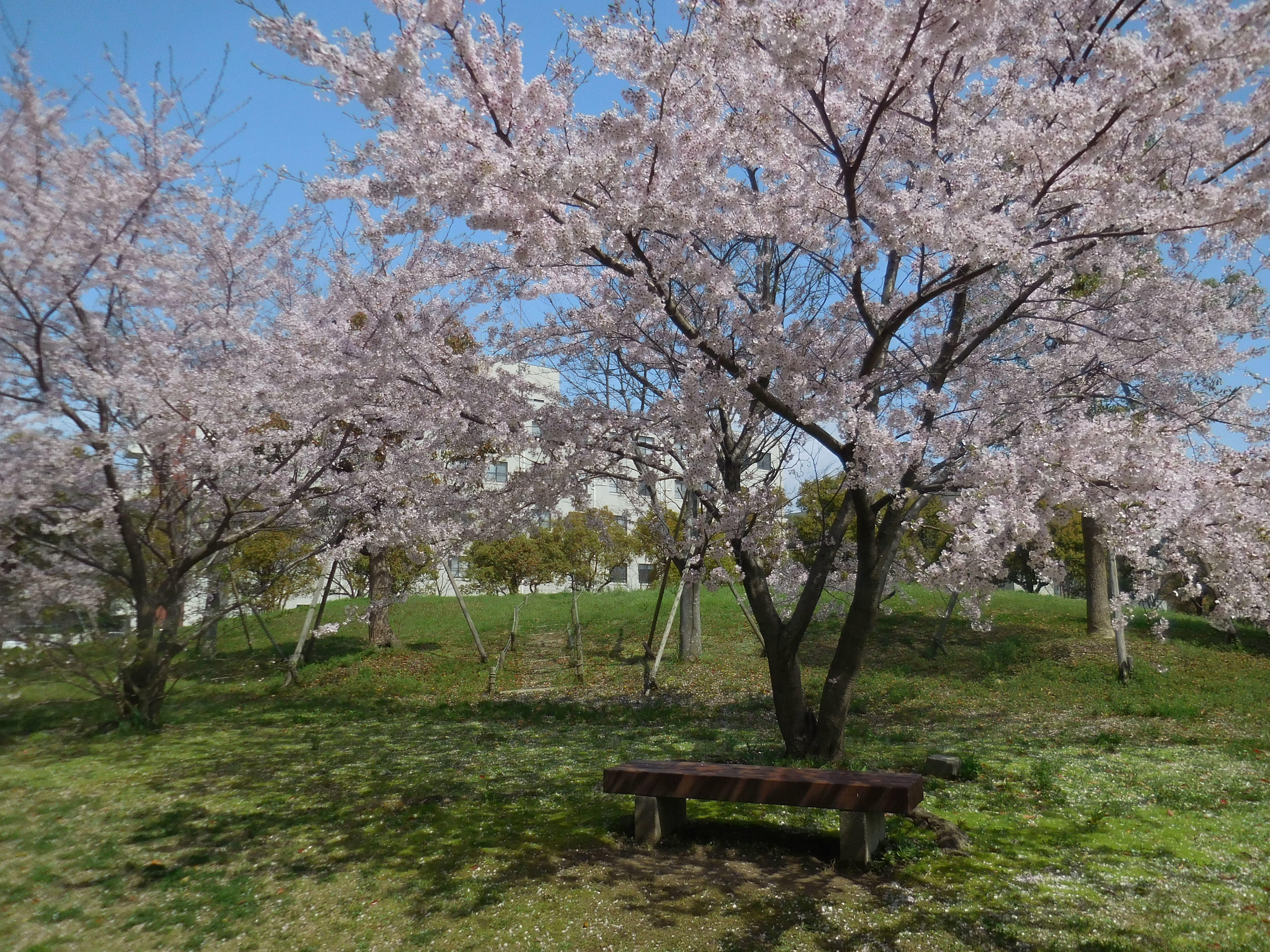 桜の写真１