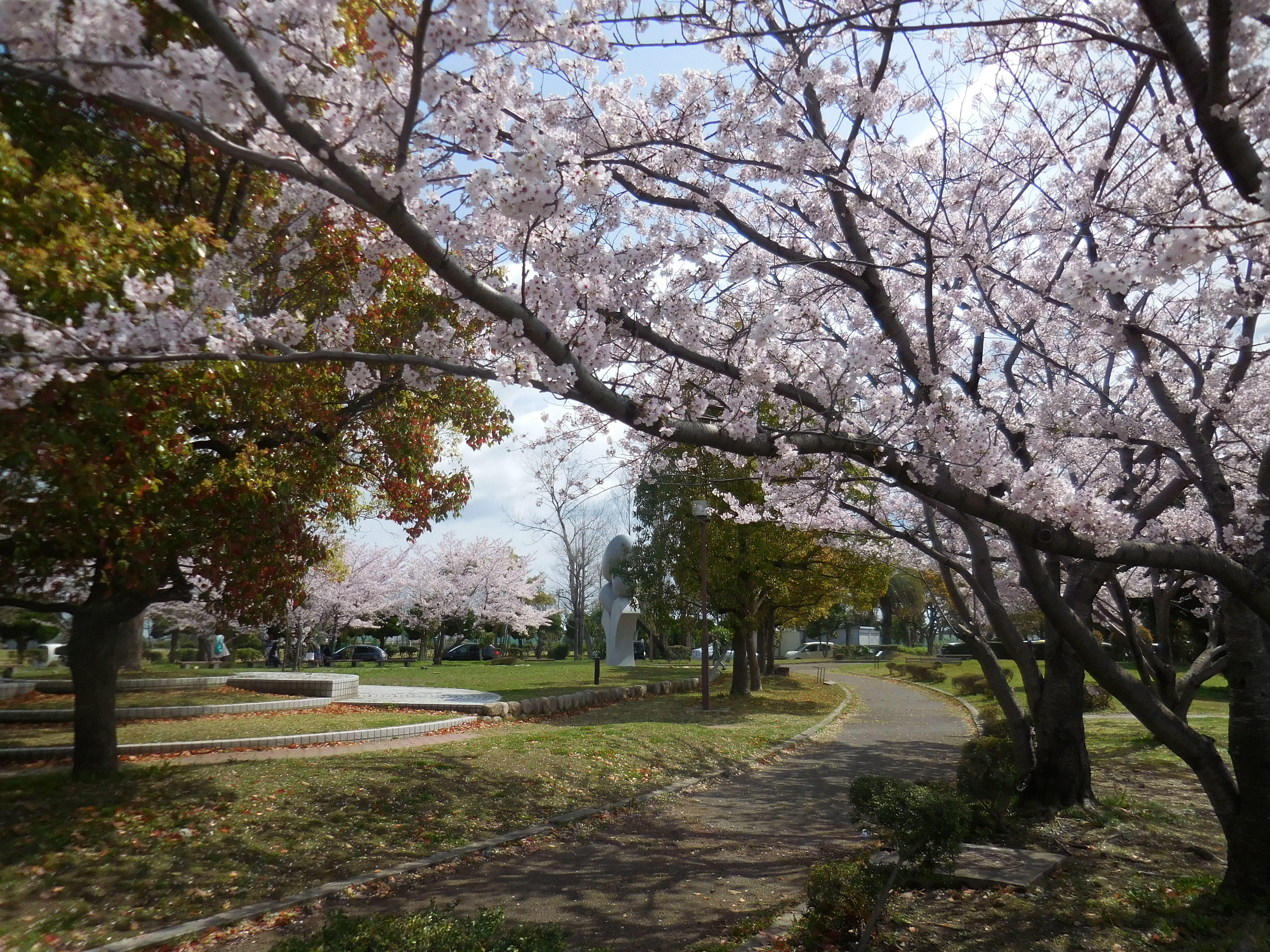 桜の写真２