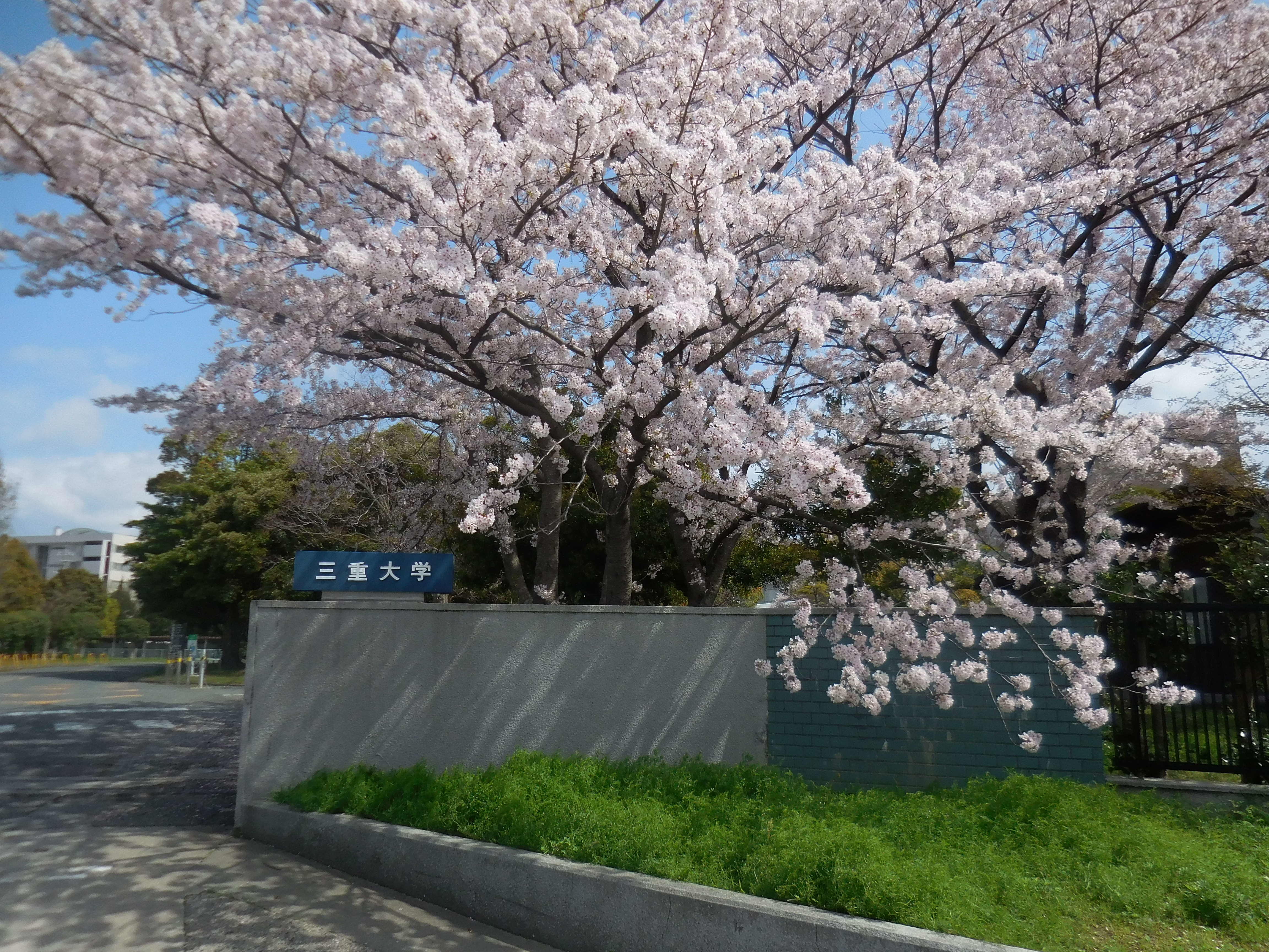 桜の写真３