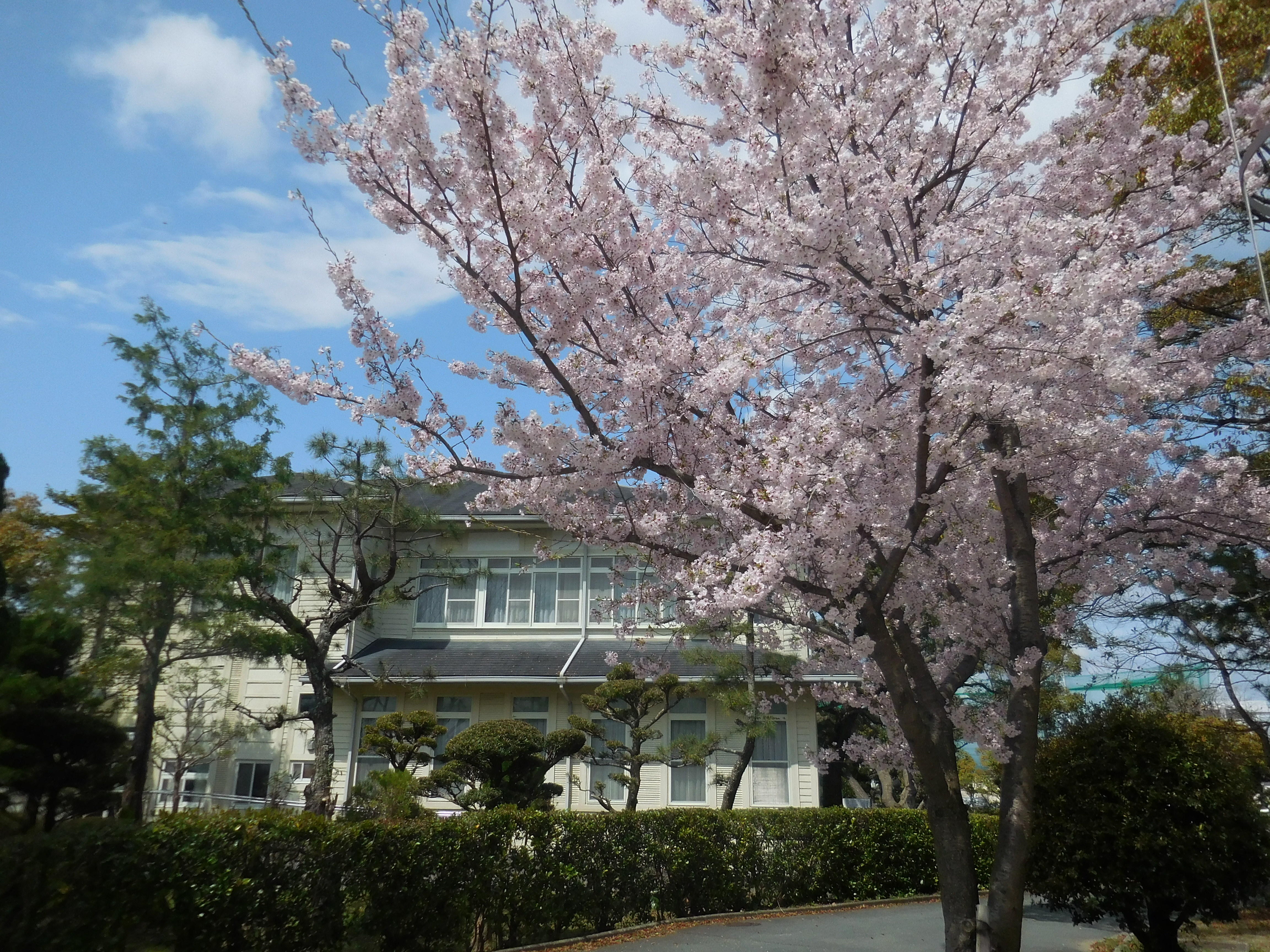 桜の写真５