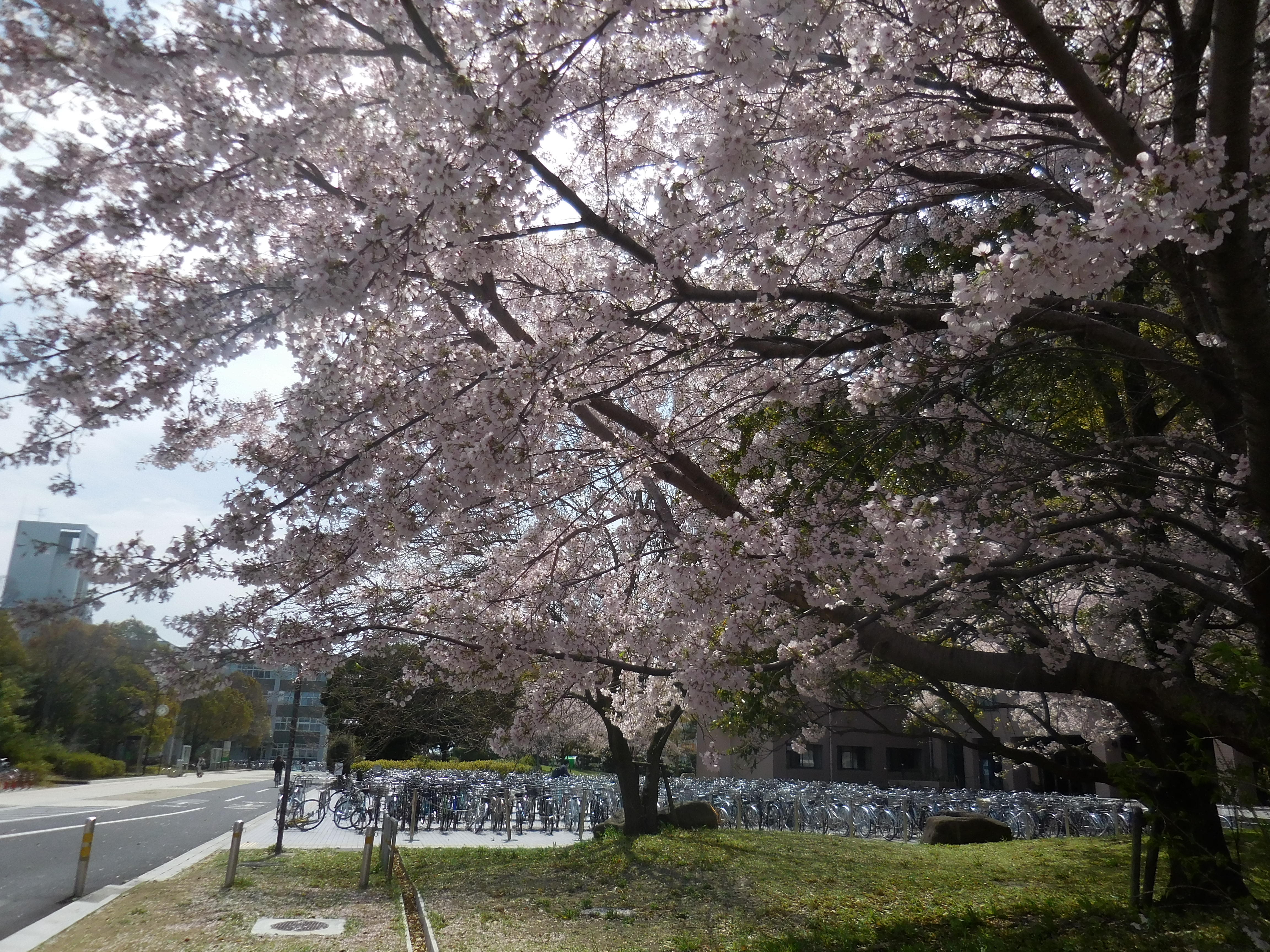 桜の写真６