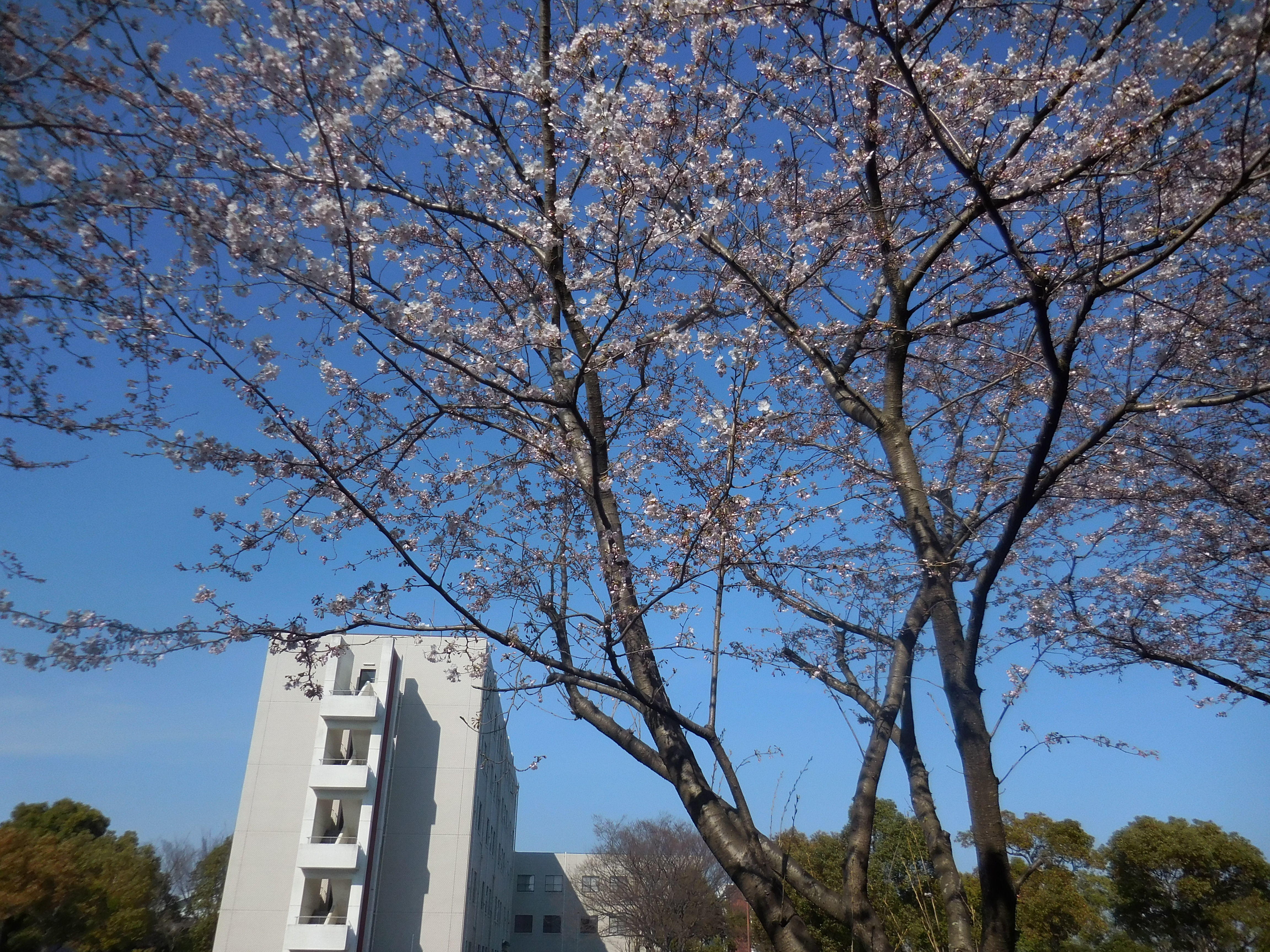 人文校舎と桜２